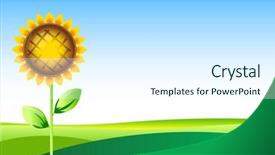  Presentation with vector - Presentation theme with vector illustration of beautiful sunflower summer landscape background and a sky blue colored foreground