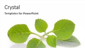  Presentation with white fragility - Cool new PPT theme with vedic - patchouli sprig isolated on white backdrop and a white colored foreground