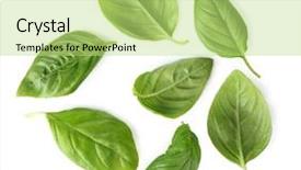  Presentation with tea leaves fresh green leaf - Beautiful presentation theme featuring veg - green fresh organic basil leaves backdrop and a mint green colored foreground