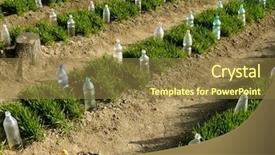  Presentation with wheat growing - Cool new PPT theme with vegetable beds with plastic bottles backdrop and a tawny brown colored foreground