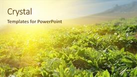  Presentation with vegetable farm - PPT theme featuring vegetable farm under sunlight background and a cream colored foreground