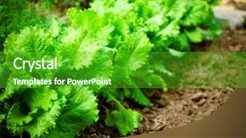  Presentation with lettuce - Slides featuring vegetable garden - bed of lettuce background and a shamrock green colored foreground