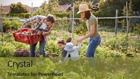 Presentation with ethylenal sensitive produce - Slides having vegetable garden - family harvesting produce from allotment background and a gold colored foreground