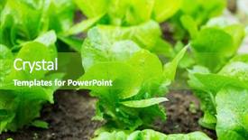  Presentation with lettuce - Colorful slide set enhanced with vegetable garden - lettuce seedlings in field backdrop and a shamrock green colored foreground