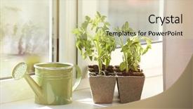  Presentation with seedling - Cool new theme with vegetable garden - seedling of plants in pots backdrop and a soft green colored foreground