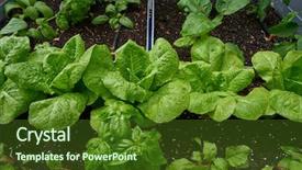  Presentation with vegetable garden - Slide set having vegetable garden - urban homestead with lettuces background and a tawny brown colored foreground