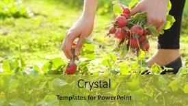  Presentation with vegetable gardening - Beautiful presentation featuring vegetable garden - woman gardening picking radishes backdrop and a yellow colored foreground