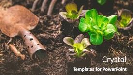  Presentation with vegetable garden - Theme enhanced with vegetable-garden-concept-planting-lettuce background and a tawny brown colored foreground