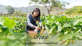  Presentation with strawberry - Slides having vegetable garden irrigation - asian woman picking fresh strawberry background and a yellow colored foreground