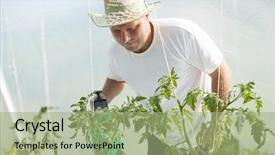  Presentation with greenhouse irrigation - Amazing PPT theme having vegetable garden irrigation - farmer care about tomatos plants backdrop and a mint green colored foreground