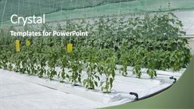  Presentation with vegetable garden - Cool new theme with vegetable garden irrigation - hydroponic cultivation of paprika backdrop and a gray colored foreground