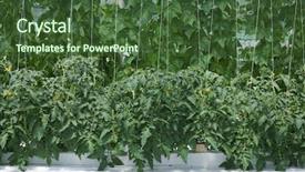  Presentation with agriculture irrigation - Audience pleasing presentation theme consisting of vegetable garden irrigation - hydroponic cultivation of paprika backdrop and a tawny brown colored foreground