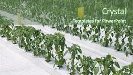  Presentation with vegetable garden - Colorful PPT layouts enhanced with vegetable garden irrigation - hydroponic cultivation of paprika backdrop and a tawny brown colored foreground