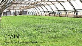  Presentation with plants growing - PPT theme with vegetable garden irrigation - young plants growing in greenhouse background and a yellow colored foreground