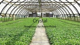  Presentation with greenhouse irrigation - Slides having vegetable garden irrigation - young plants growing in greenhouse background and a seafoam green colored foreground
