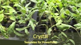  Presentation with plants growing - PPT layouts featuring vegetable garden irrigation - young plants growing in greenhouse background and a tawny brown colored foreground
