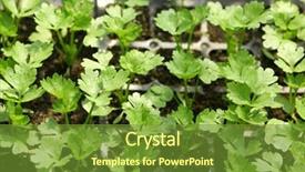  Presentation with plants growing - Presentation theme having vegetable garden irrigation - young plants growing in greenhouse background and a tawny brown colored foreground