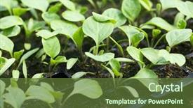  Presentation with plants growing - Colorful presentation enhanced with vegetable garden irrigation - young plants growing in greenhouse backdrop and a tawny brown colored foreground