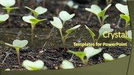  Presentation with plants growing - Colorful slide deck enhanced with vegetable garden irrigation - young plants growing in greenhouse backdrop and a tawny brown colored foreground