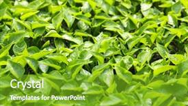  Presentation with plants growing - PPT layouts with vegetable garden irrigation - young plants growing in greenhouse background and a shamrock green colored foreground