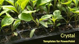  Presentation with plants growing - Slide deck enhanced with vegetable garden irrigation - young plants growing in greenhouse background and a wine colored foreground