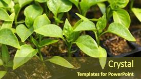  Presentation with plants growing - PPT theme featuring vegetable garden irrigation - young plants growing in greenhouse background and a tawny brown colored foreground