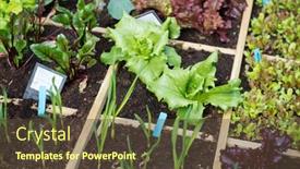  Presentation with vegetable garden - Cool new presentation design with vegetable-garden-with-assortment-vegetables backdrop and a tawny brown colored foreground