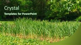  Presentation with vegetable garden - PPT theme having vegetable-garden-with-corn background and a tawny brown colored foreground