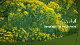  Presentation with vegetable garden - Slides enhanced with vegetable-garden-with-flowering-dill background and a tawny brown colored foreground