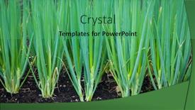  Presentation with vegetable garden - Theme consisting of vegetable-garden-with-green-onions background and a ocean colored foreground