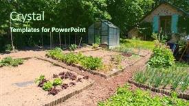  Presentation with vegetable garden - PPT theme consisting of vegetable-garden-with-little-glass background and a tawny brown colored foreground