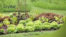  Presentation with vegetable garden - PPT theme with vegetable garden background and a yellow colored foreground