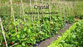  Presentation with vegetable garden - PPT theme featuring vegetable garden background and a yellow colored foreground
