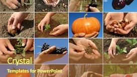  Presentation with vegetable seed - Presentation theme having vegetable seed - farmer hands in action background and a red colored foreground
