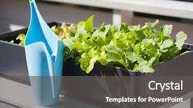  Presentation with vegetable garden - Audience pleasing PPT layouts consisting of vegetables - growing radish and salad backdrop and a dark gray colored foreground