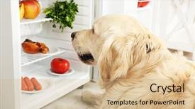  Presentation with aesthetics cute - Slide set having vegetables animals - cute labrador near fridge background and a coral colored foreground