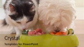  Presentation with dog cat - Audience pleasing PPT theme consisting of vegetables animals - little dog maltese and black backdrop and a gold colored foreground