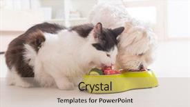  Presentation with cat dog - PPT theme enhanced with vegetables animals - little dog maltese and black background and a mint green colored foreground