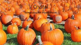  Presentation with farm aimal - PPT theme with vegetables carving - many large pumpkins background and a red colored foreground