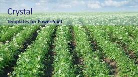  Presentation with potato - Presentation enhanced with vegetables cultivation - bushes of potato are background and a sky blue colored foreground