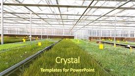  Presentation with plants tissue culture - Presentation theme featuring vegetables grow - cultivation of plants background and a  colored foreground