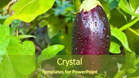  Presentation with vegetable garden - Presentation theme with vegetables grow - fresh aubergine on vegetable garden background and a tawny brown colored foreground