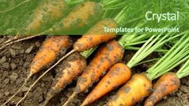  Presentation with ground handling - Slide deck consisting of vegetables grow - fresh harvested carrots background and a  colored foreground