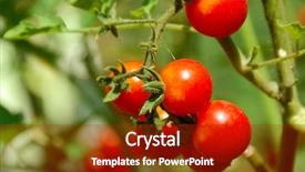  Presentation with cherry - Beautiful PPT theme featuring vegetables grow - ripe cherry tomato in garden backdrop and a crimson colored foreground