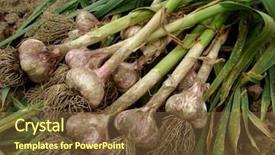  Presentation with garlic - PPT theme with vegetables grow - some garlic bulbs with tops background and a tawny brown colored foreground