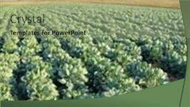  Presentation with growing - Slide set having vegetables growing on a field in summer background and a mint green colored foreground