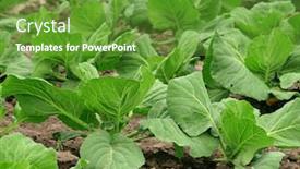 Presentation with growing - Colorful presentation design enhanced with vegetables-growing-on-a-field backdrop and a tawny brown colored foreground