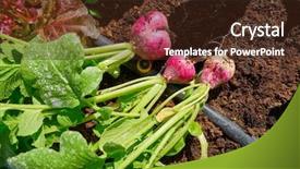  Presentation with harvest - Slide deck enhanced with vegetables in the field homestead background and a wine colored foreground