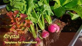  Presentation with harvest - Theme featuring vegetables in the field homestead background and a tawny brown colored foreground
