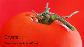  Presentation with tomato - Presentation theme with vegetables seed purity - washed whole ripe tomato ready background and a red colored foreground
